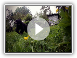 Watch the Karelian Bear Team in Action